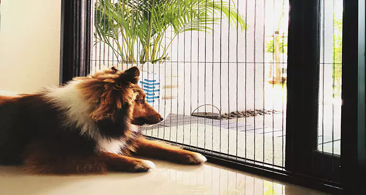 Sliding Screen Pet Door Repair in Ocala, FL