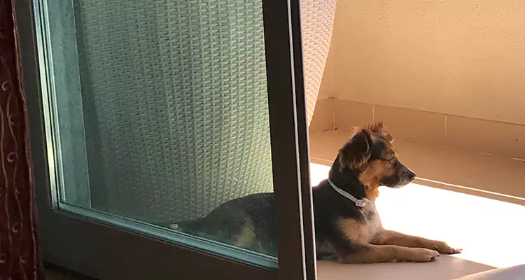 French Door Pet Screen Repair in Ocala, FL